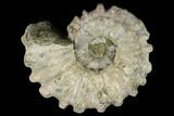 Bumpy Ammonite (Douvilleiceras) Fossil - Madagascar #115604-1